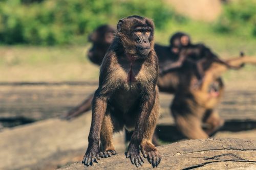 Beždžionė, Zoologijos Sodas, Gyvūnų Pasaulis, Stebėdamas, Tiergarten, Gamta, Gyvūnas
