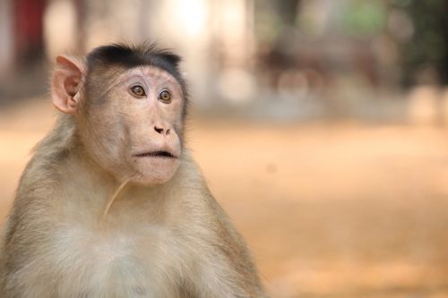 Beždžionė, Gyvūnai, Gydančios Fotografijos