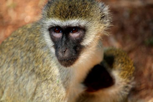Beždžionė, Afrika, Safari