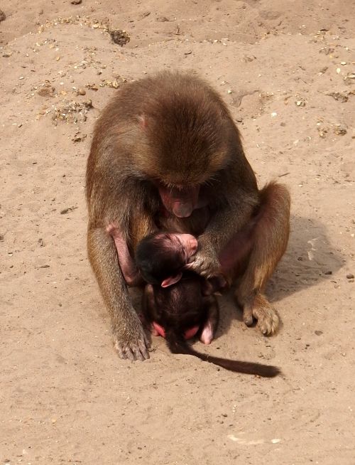 Beždžionė, Motinos Beždžionė, Vaiko Beždžionė