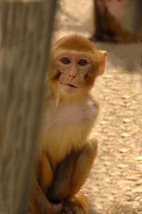 Beždžionė, Sukhumi Zoologijos Sodas, Gyvūnai