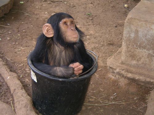 Beždžionė, Zoologijos Sodas, Afrika