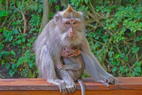 Beždžionė, Indonezija, Laukiniai, Vaikas