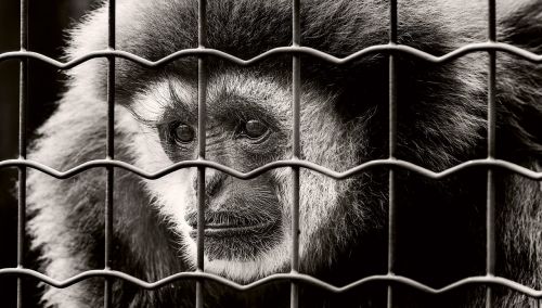 Beždžionė, Nelaisvė, Liūdnas, Įkalintas, Laukinės Gamtos Fotografija, Kalėjimas, Zoologijos Sodas, Tinklelis, Sw