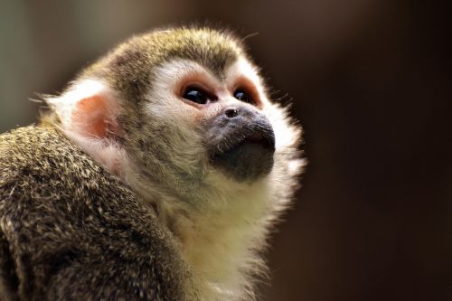 Beždžionė, Affchen, Mielas, Mažas, Kapucinai, Capuchin Beždžionė, Gyvūnas, Gyvūnų Portretas, Juokinga, Gyvūnų Pasaulis, Tierpark Hellabrunn, Munich