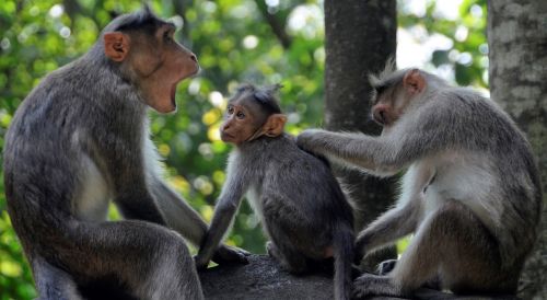 Beždžionė, Šeima, Laukinė Gamta, Jaunas, Wyanad, Indija