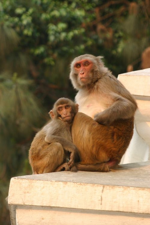 Beždžionė, Katmandu, Nepalas, Maža Bezdžionė