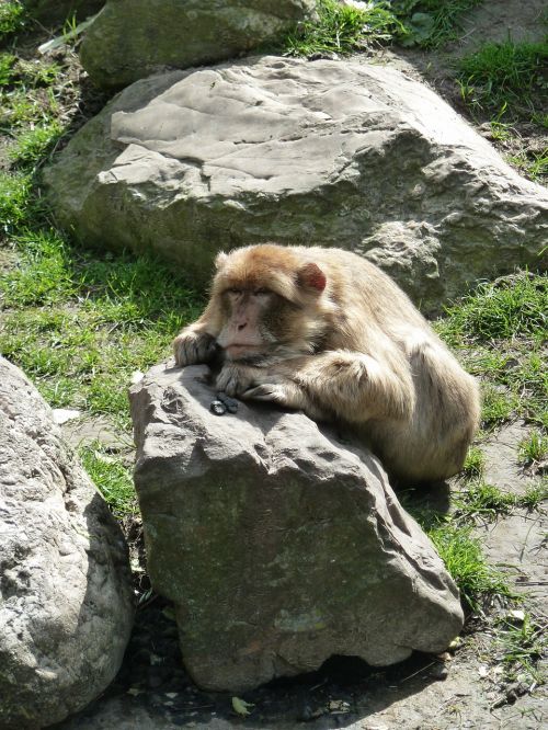 Beždžionė, Akmuo, Zoologijos Sodas