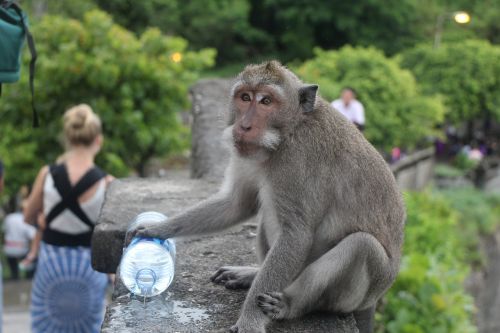 Beždžionė, Bali, Indonezija, Gyvūnas, Žinduolis, Kelionė, Mielas, Uluwatu Šventykla