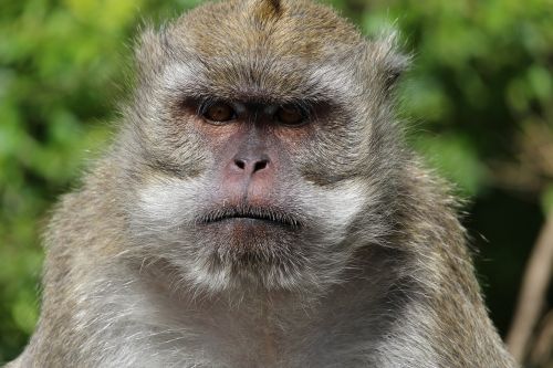 Beždžionė, Mauricijus, Veidas, Saldus