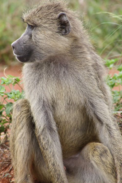 Beždžionė, Afrika, Safari, Nacionalinis Parkas, Kenya