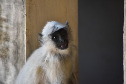 Beždžionė, Gyvenimas, Gyvūnas, Indija