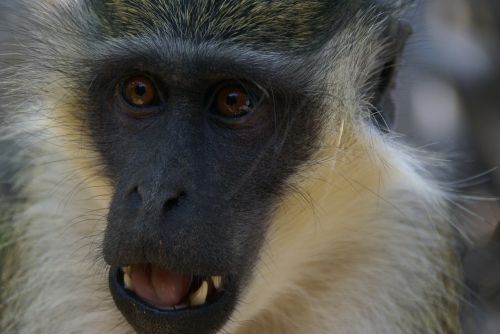 Beždžionė, Gamta, Gyvūnai, Gambia, Afrika