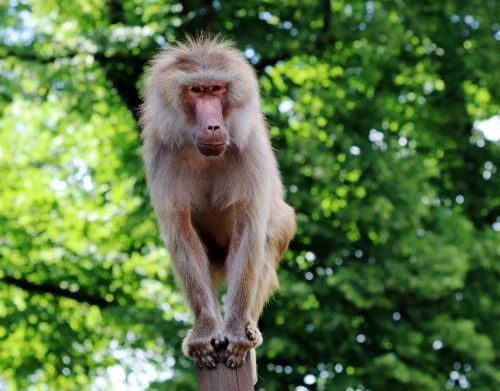Beždžionė, Babuinas, Zoologijos Sodas, Gyvūnas, Tiergarten, Gamta, Primatas, Žinduolis, Primatai, Gvinėjos Babuinas
