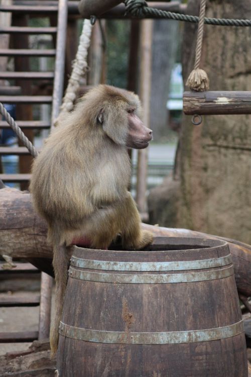 Beždžionė, Hamadryas, Babuinas, Primatai, Zoologijos Sodas Gyvūnas, Sėdėti, Gyvūnai, Laukinės Gamtos Fotografija, Primatas, Kelnas, Zoologijos Sodas, Žinduolis