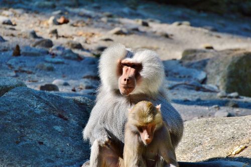 Beždžionė, Babuinas, Gyvūnas, Tiergarten, Zoologijos Sodas, Tierpark Hellabrunn