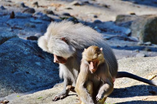 Beždžionė, Babuinas, Gyvūnas, Tiergarten, Zoologijos Sodas, Tierpark Hellabrunn