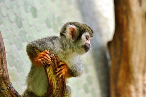 Beždžionė, Affchen, Kapucinai, Capuchin Beždžionė, Zoologijos Sodas, Tierpark Hellabrunn