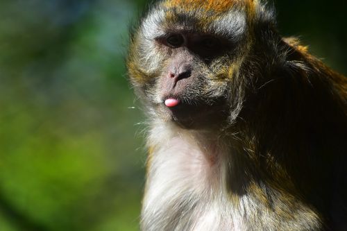Beždžionė, Kvailas, Ape, Gyvūnas, Juokinga, Zoologijos Sodas