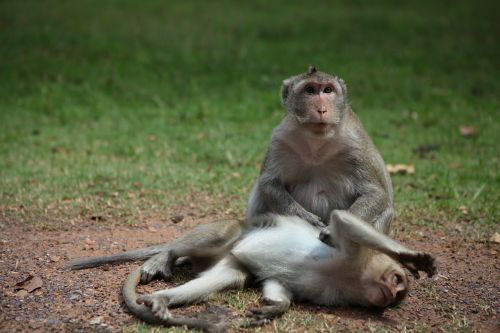 Beždžionė, Gyvūnai, Kambodža, Angkor Wat