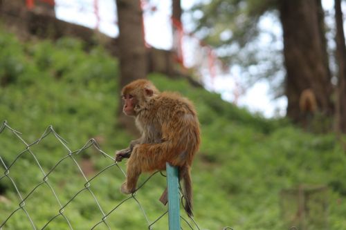Beždžionė, Vienas, Reus Macaque