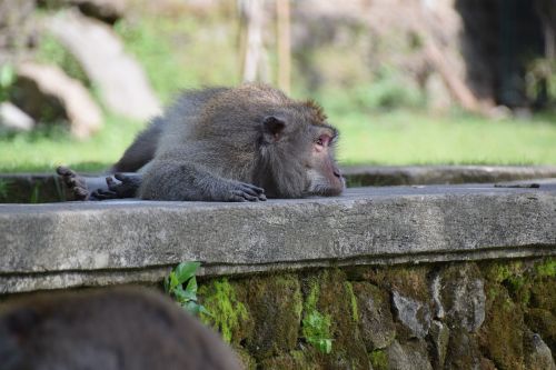 Beždžionė, Bali, Gamta, Gyvūnų Portretas, Žvėrys, Primatas