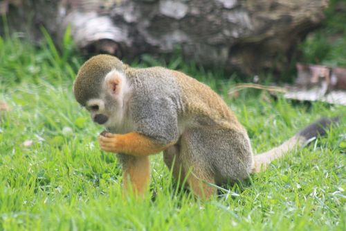 Beždžionė, Laukinė Gamta, Gyvūnas, Laukiniai, Gamta, Žinduolis, Džiunglės, Primatas, Zoologijos Sodas, Natūralus, Fauna