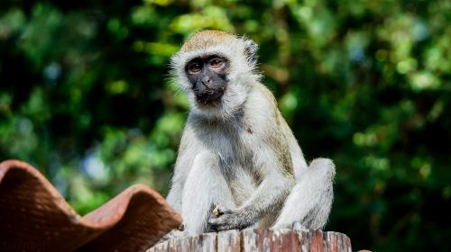 Beždžionė, Mombasa, Kenya, Žinduolis, Primatas, Gyvūnas, Afrika, Bamburis, Laukinė Gamta, Afrika