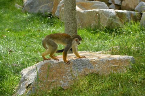 Beždžionė, Laukiniai, Plaukai, Laukinė Gamta, Geltona, Zoologijos Sodas, Gyvūnas, Gamta, Fauna, Laukiniai Gyvūnai