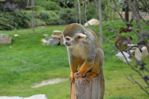 Beždžionė, Zoologijos Sodas, Gamta, Laukinė Gamta, Laukiniai, Geltona, Laukinis Gyvūnas