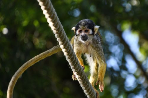 Beždžionė, Ūkiri Peru, Zoologijos Sodas, Lynai