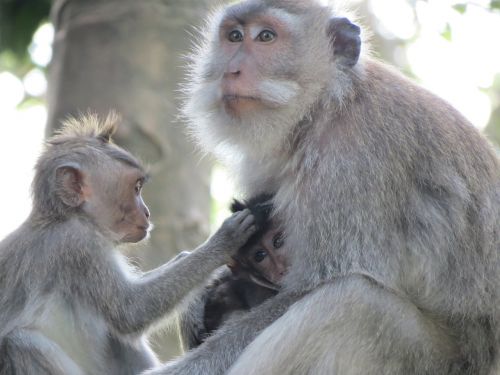 Beždžionė, Indonezija, Bali, Makakos, Beždžionių Kūdikis, Gyvūnas