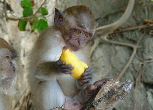Beždžionė, Bananas, Affchen, Džiunglės, Valgymas