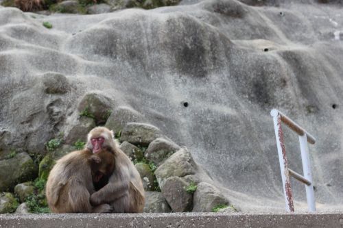 Beždžionė, Gyvūnas, Zoologijos Sodas