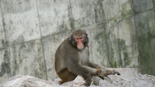 Beždžionė, Zoologijos Sodas, Šimpanzė