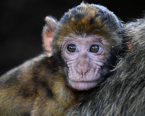 Beždžionė, Kūdikis, Barbary Macaque, Atrodo, Galva, Magot