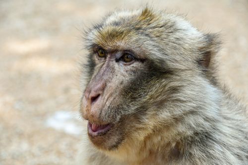 Beždžionė, Barbary Macaque, Magot, Galva