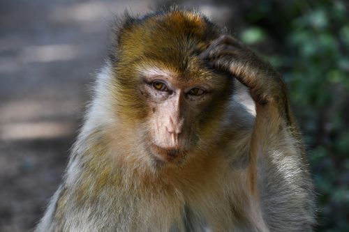 Beždžionė, Barbary Macaque, Magot, Sąmoningas