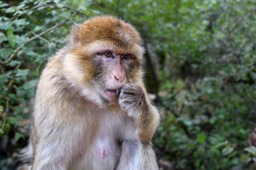 Beždžionė, Barbary Macaque, Magot, Valgyti
