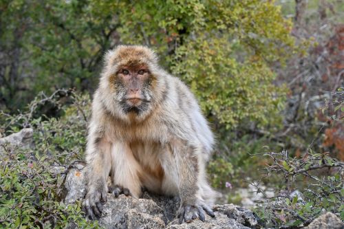 Beždžionė, Barbary Macaque, Magot, Miškas