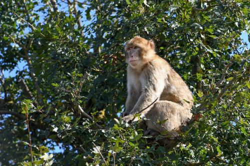 Beždžionė, Medis, Barbary Macaque, Magot