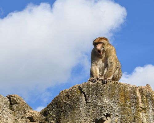 Beždžionė, Rokas, Barbary Macaque, Dangus, Magot