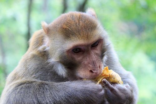 Beždžionė, Qiangling Shan Parkas, Kraštovaizdis