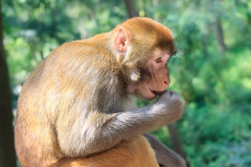 Beždžionė, Qiangling Shan Parkas, Kraštovaizdis