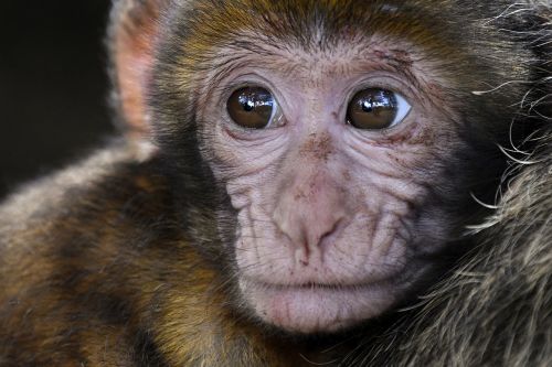 Beždžionė, Kūdikis, Atrodo, Barbary Macaque, Iš Arti, Magot