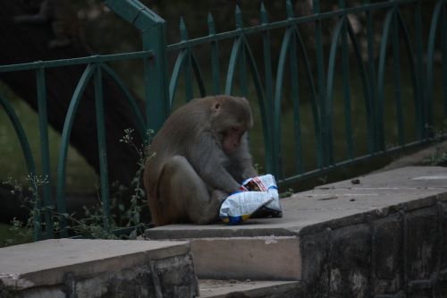 Beždžionė, Valgymas, Maistas