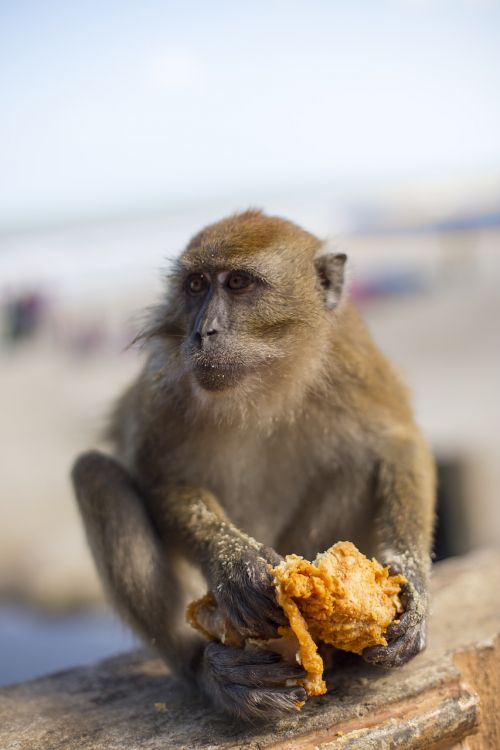 Beždžionė, Kfc, Nesveikas Maistas