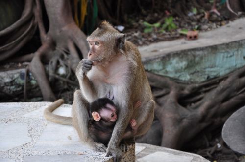 Beždžionė, Motina Ir Vaiku, Gamta, Tailandas
