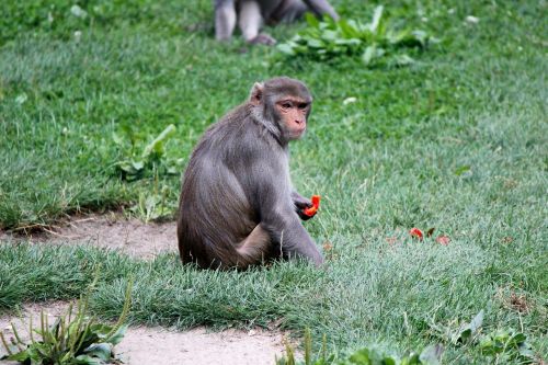 Beždžionė, Zoologijos Sodas, Primatas, Maitinimas