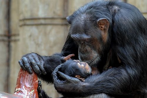 Beždžionė, Šimpanzė, Primatas, Afrika, Zoologijos Sodas